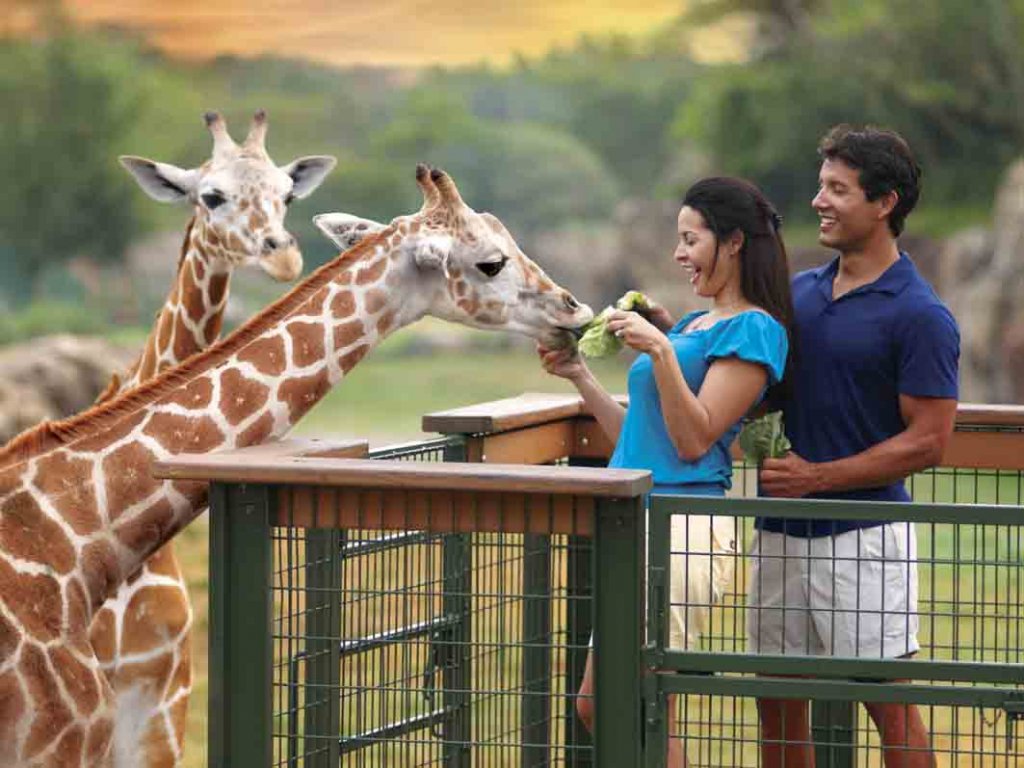 Safaris and animal encounters
